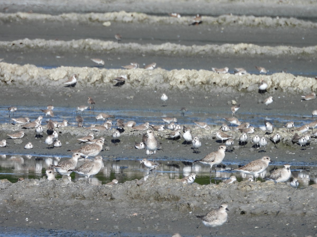 Black-bellied Plover - ML646140029