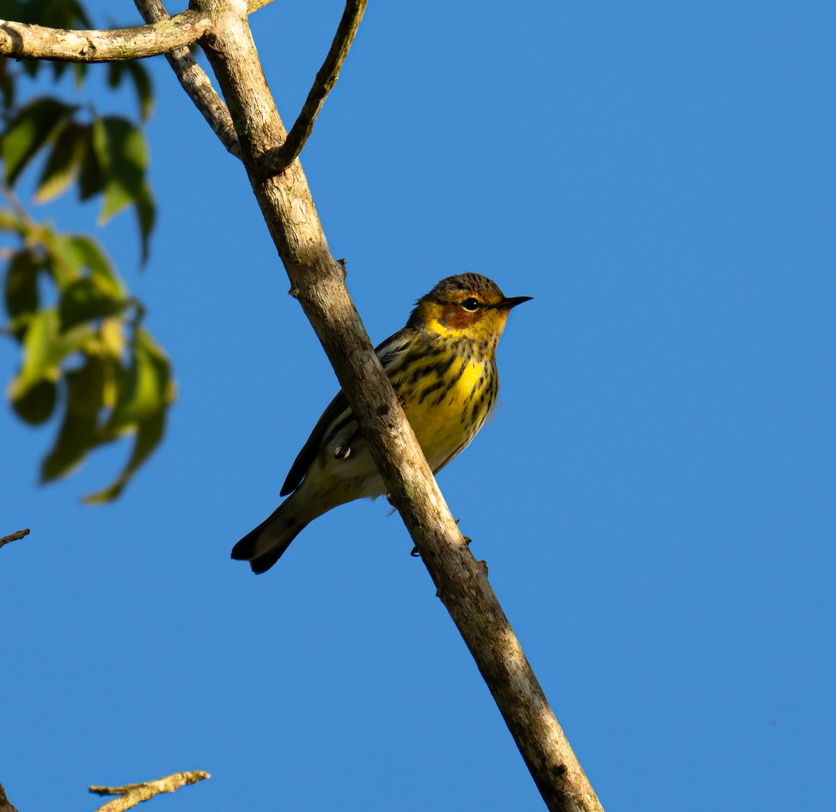 ホオアカアメリカムシクイ - ML646140036