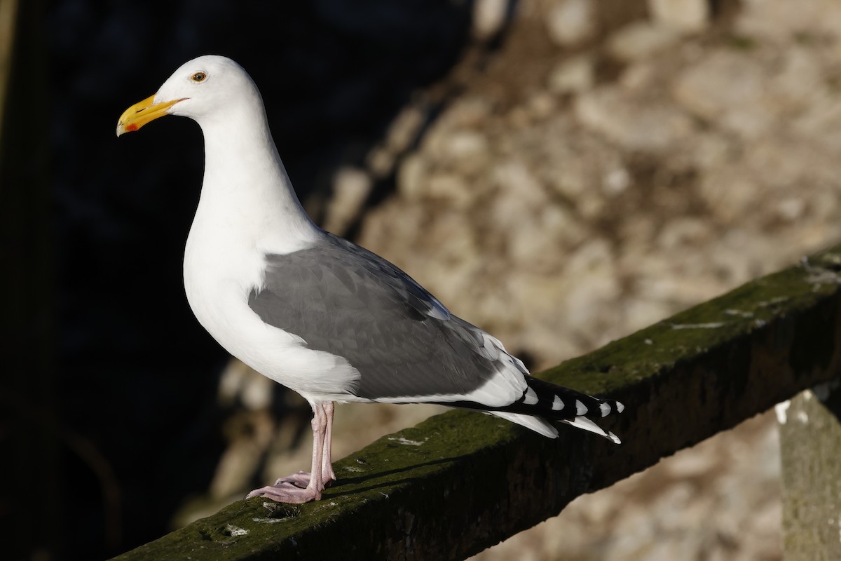 アメリカオオセグロカモメ - ML646140041