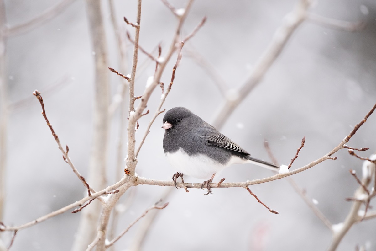 Dark-eyed Junco - ML646140042