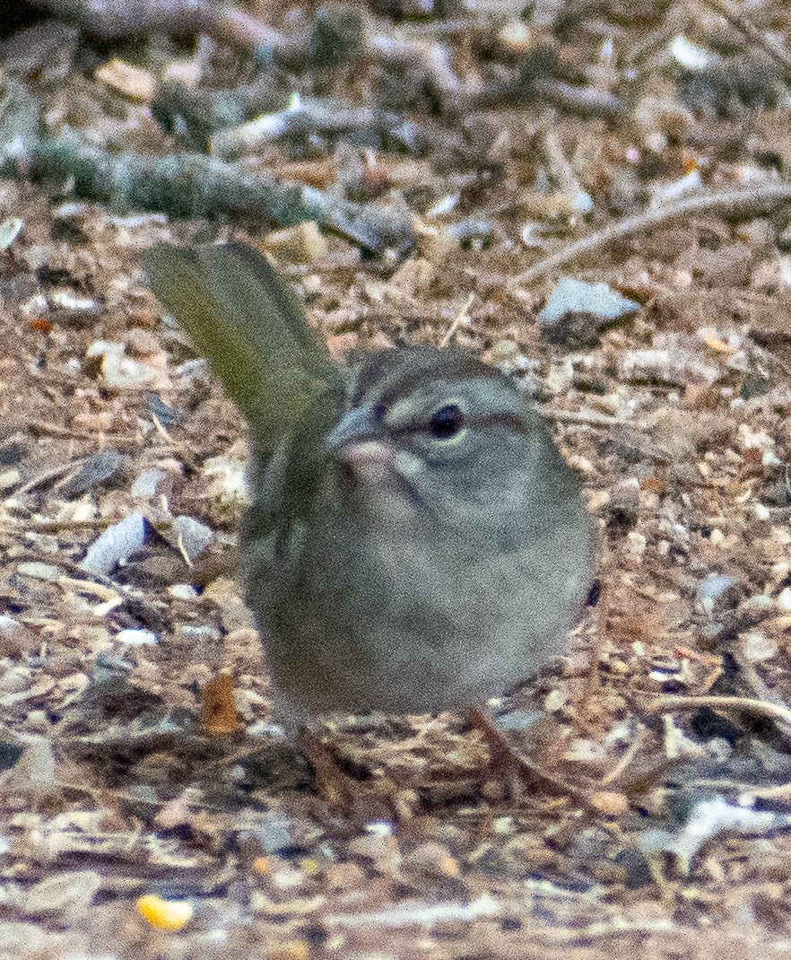 Olive Sparrow - ML646140043