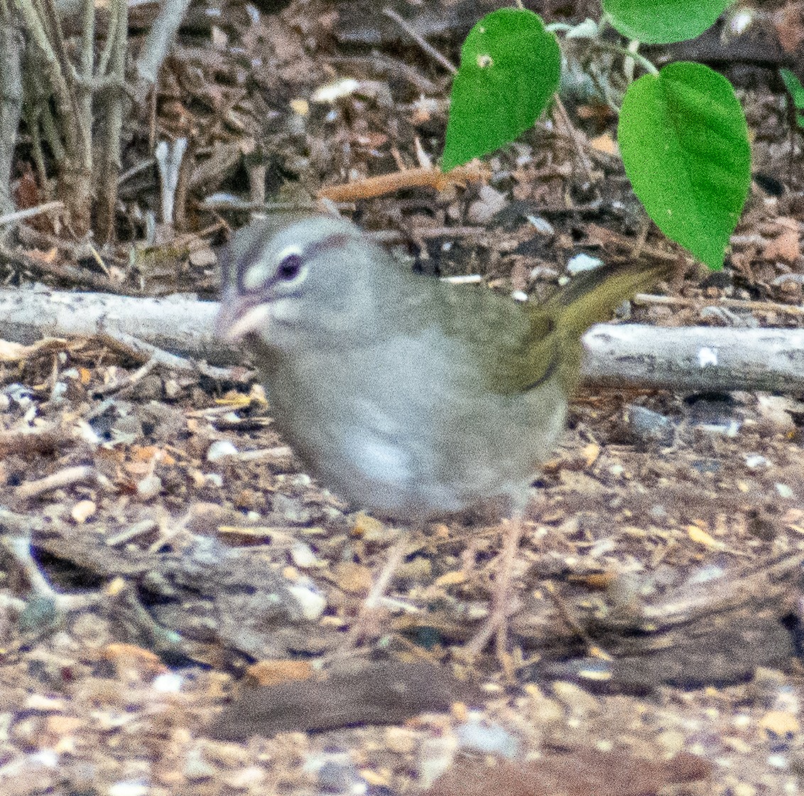 Olive Sparrow - ML646140044