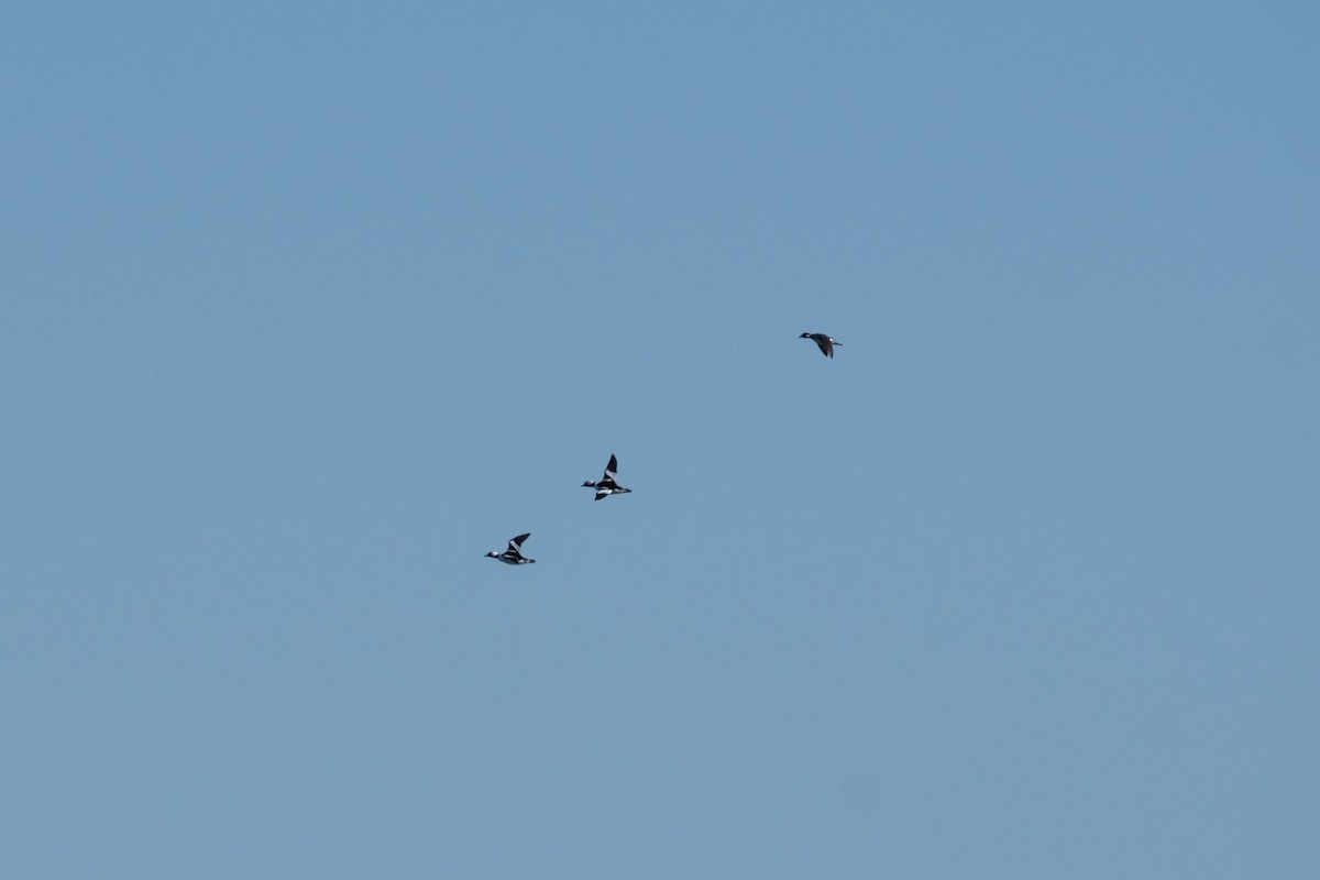 hohol bělavý - ML646140045