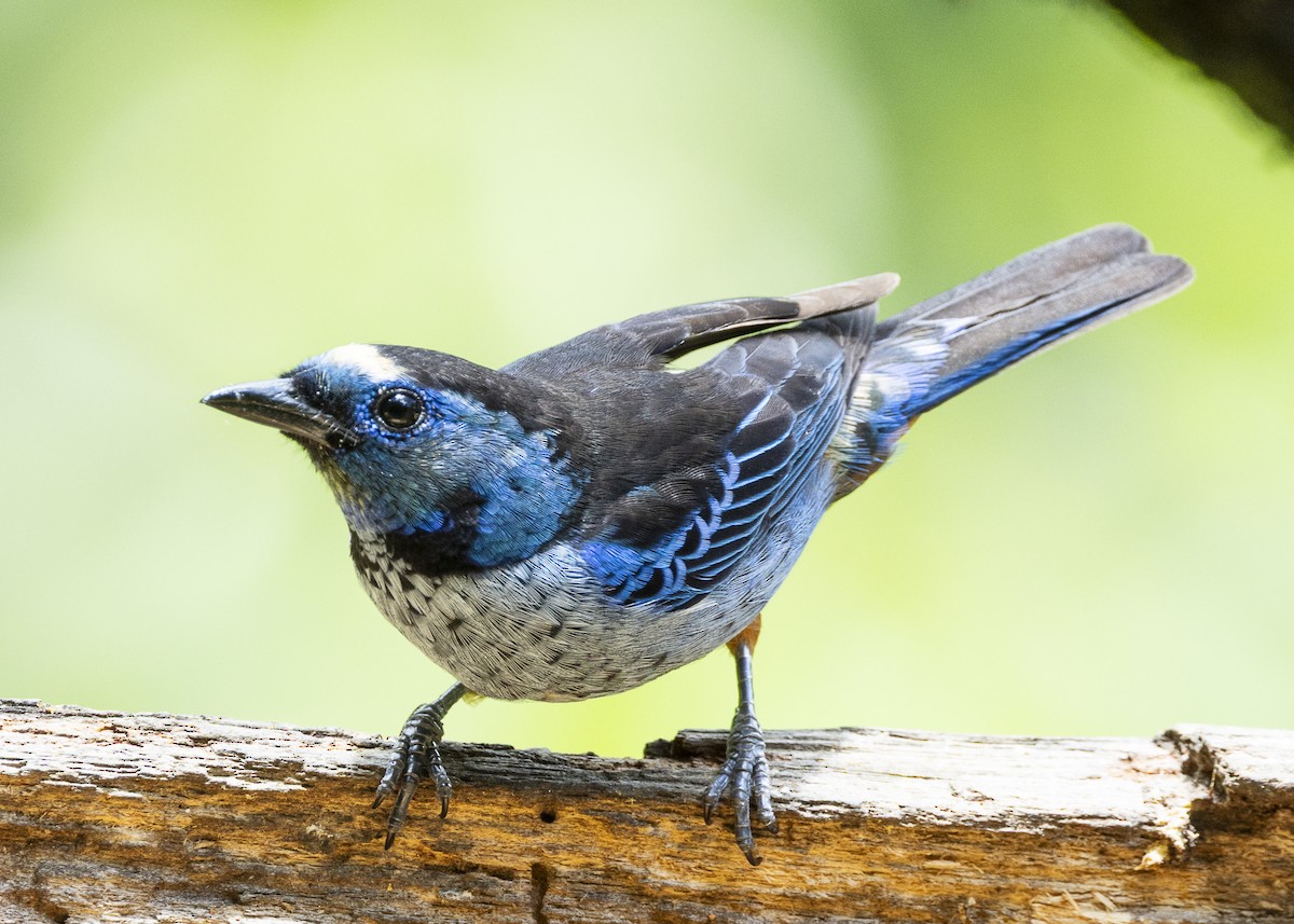 Opal-rumped Tanager (Silver-breasted) - ML646140049