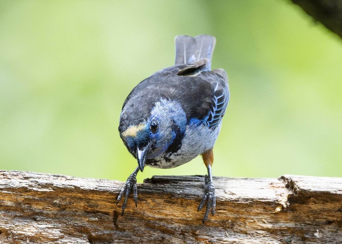 Opal-rumped Tanager (Silver-breasted) - ML646140050