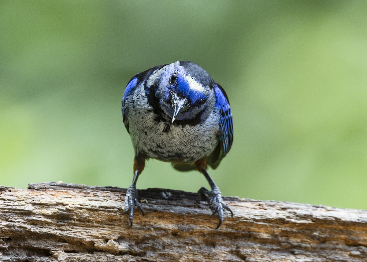 Opal-rumped Tanager (Silver-breasted) - ML646140051