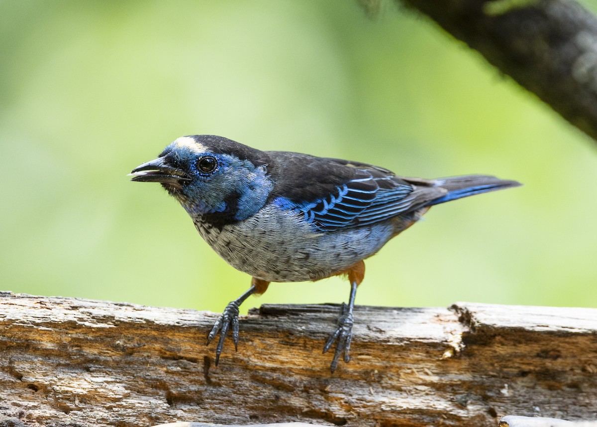 Opal-rumped Tanager (Silver-breasted) - ML646140052