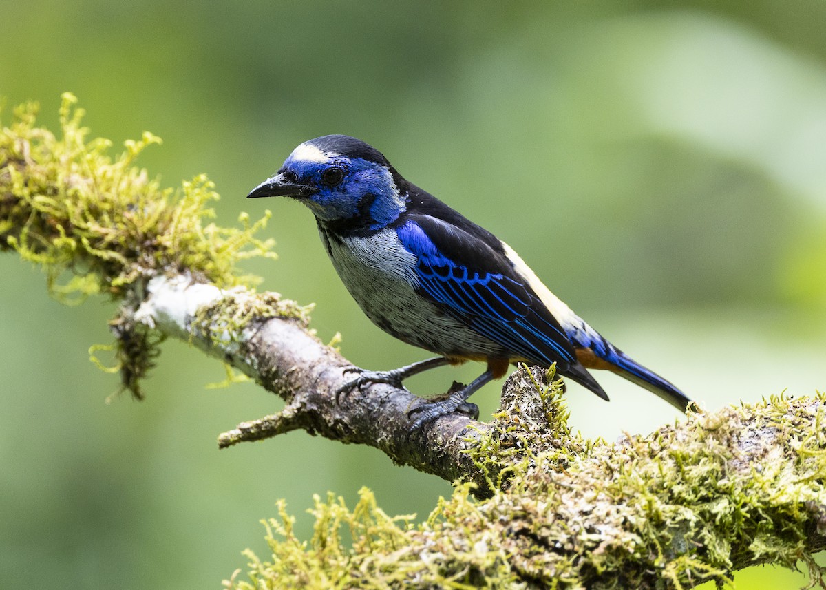Opal-rumped Tanager (Silver-breasted) - ML646140053