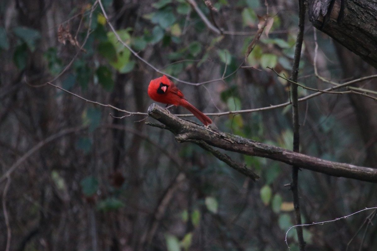 Northern Cardinal - ML646140055