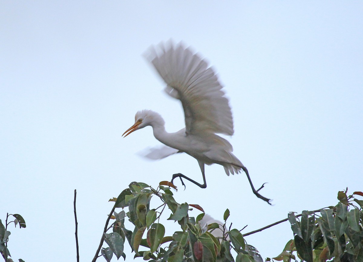 Eastern Cattle-Egret - ML646140060