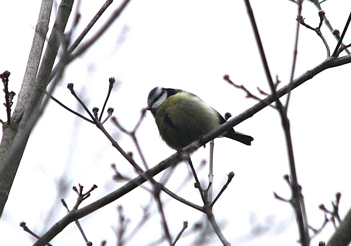 Eurasian Blue Tit - ML646140074