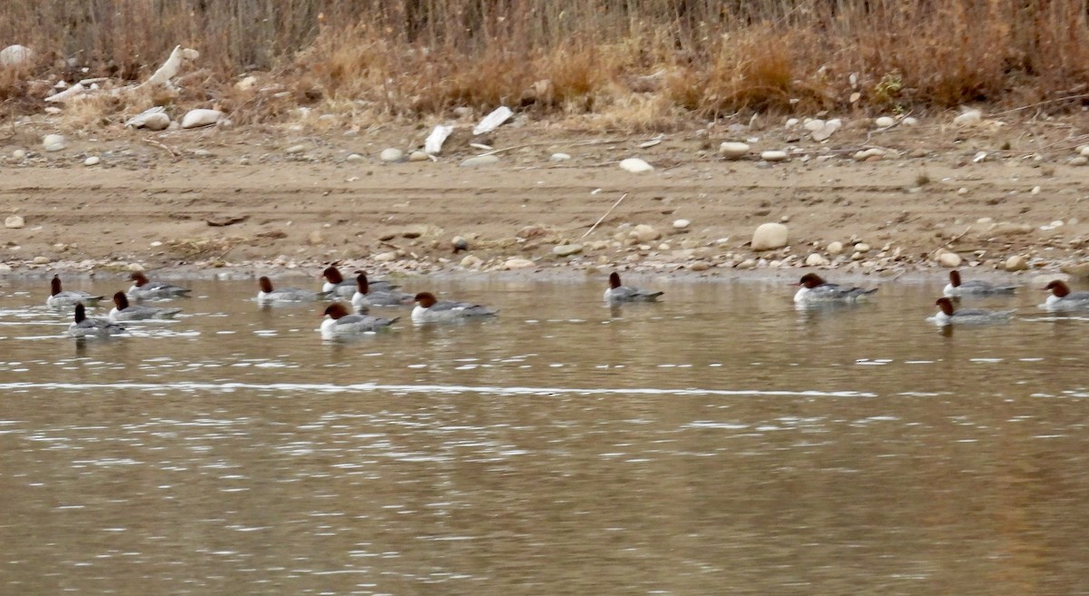 Common Merganser - ML646140075