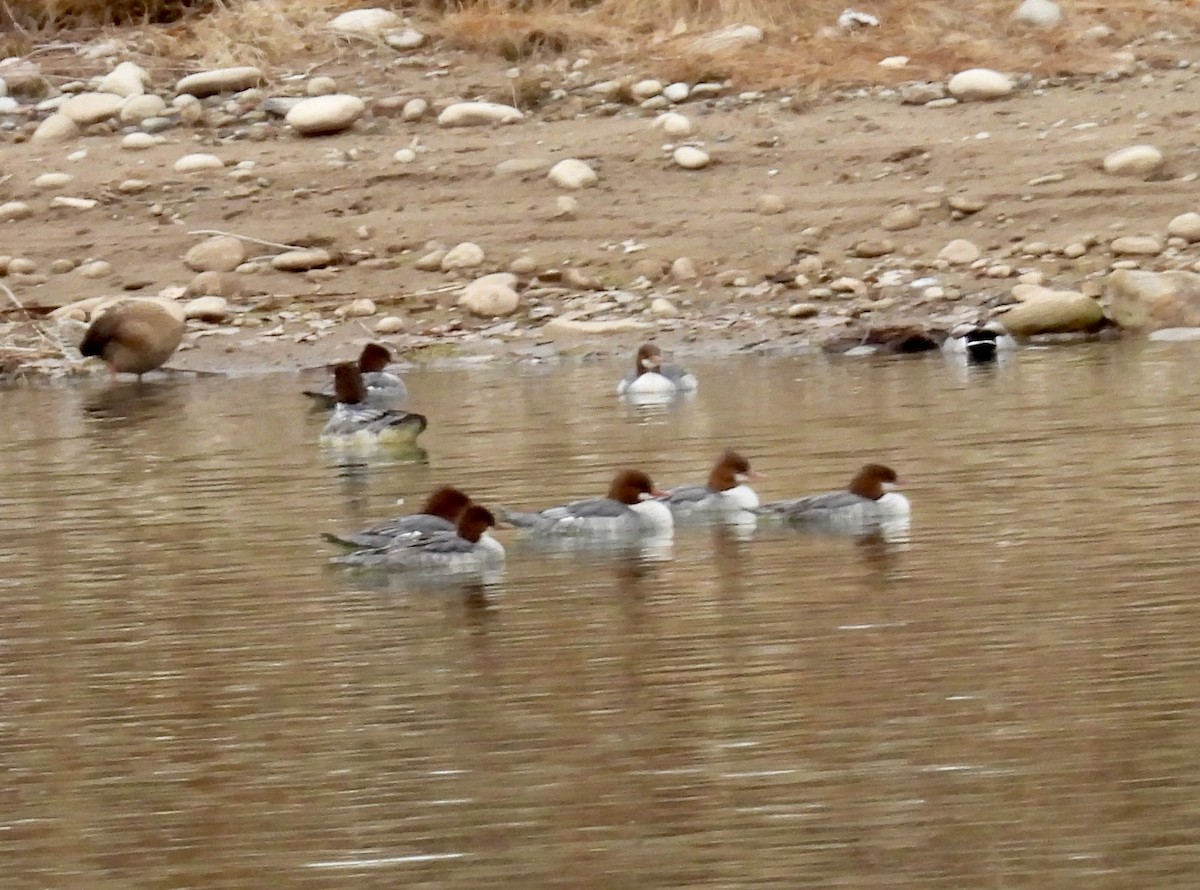 Common Merganser - ML646140076
