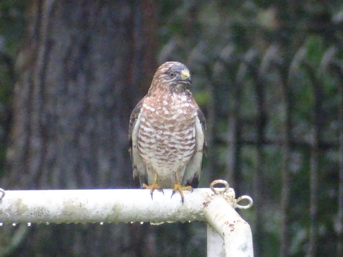 Broad-winged Hawk - ML646140078