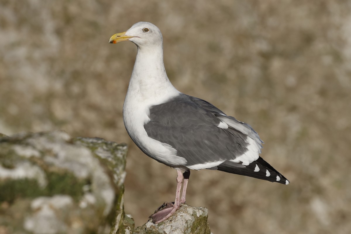 アメリカオオセグロカモメ - ML646140079