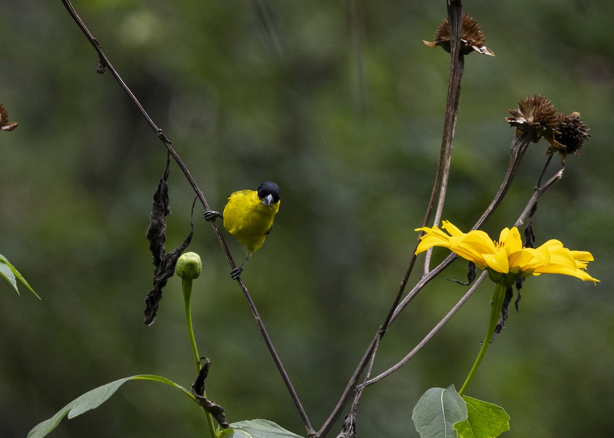 Yellow-faced Siskin - ML646140083