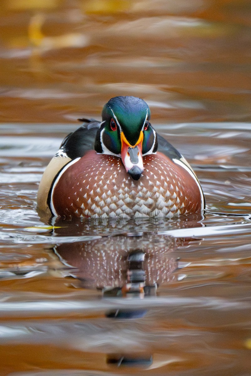 Wood Duck - ML646140088