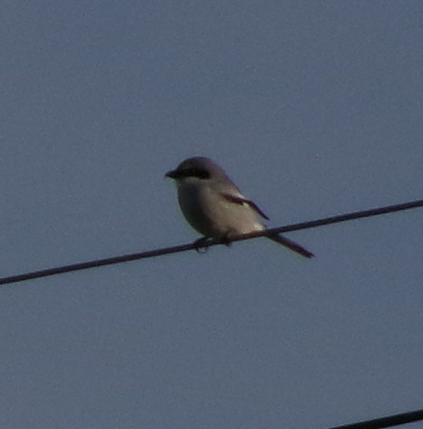 Loggerhead Shrike - ML646140092