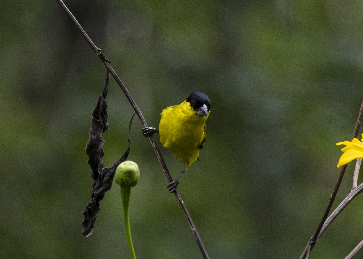 Yellow-faced Siskin - ML646140094