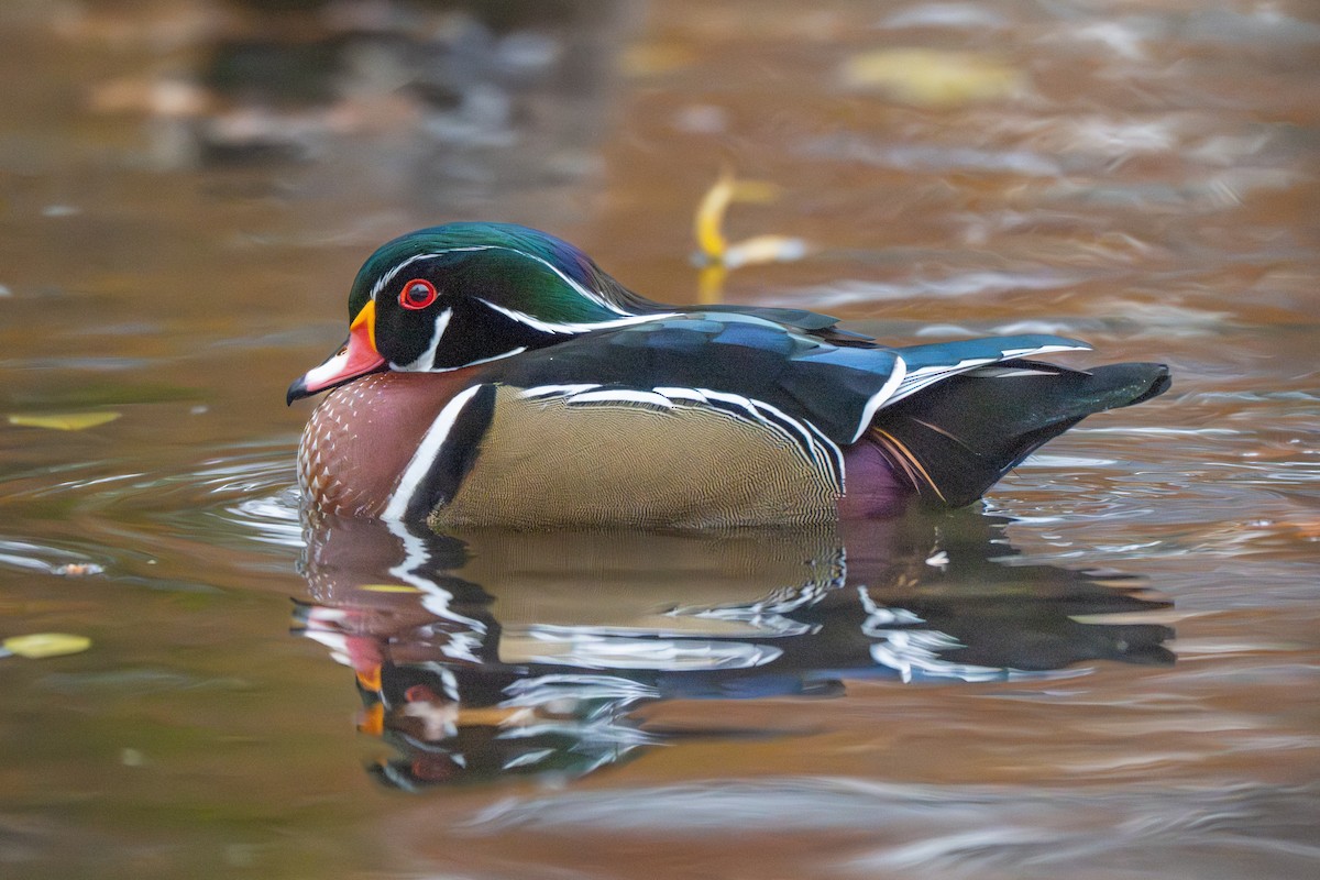 Wood Duck - ML646140096