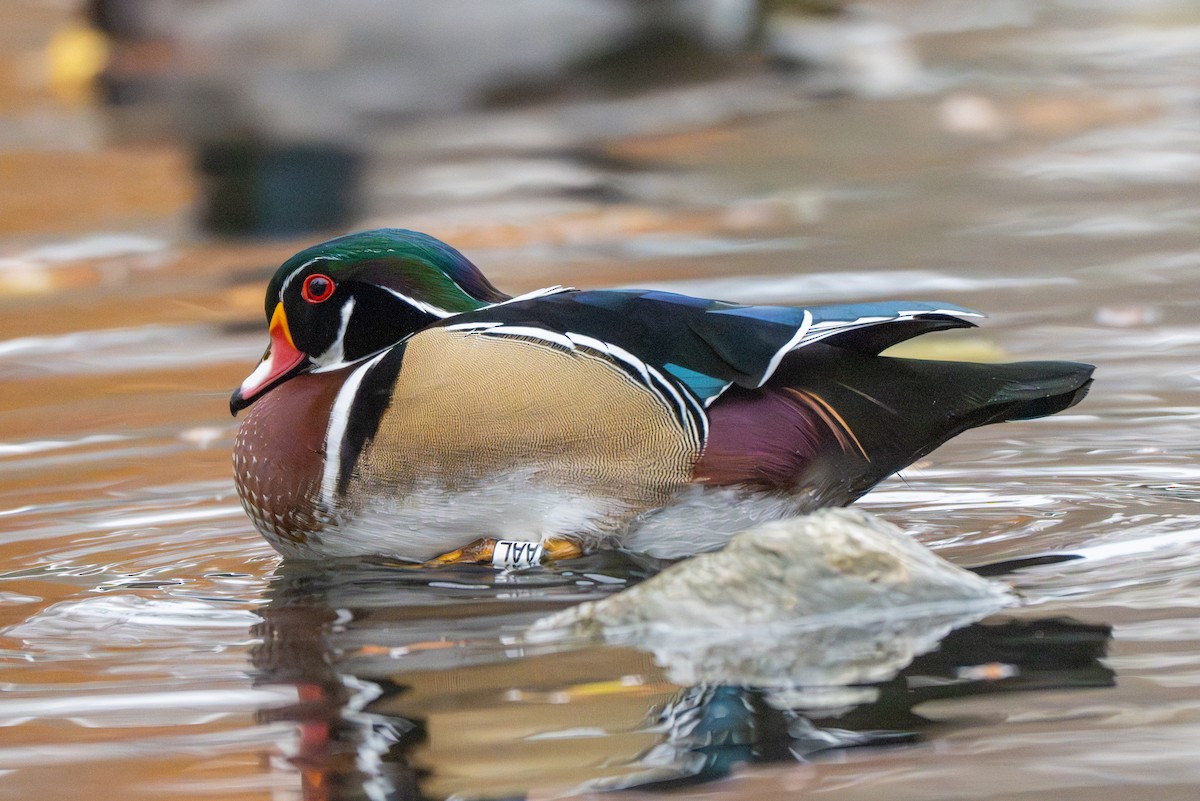 Wood Duck - ML646140099