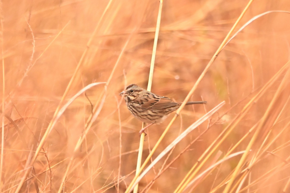 Song Sparrow - ML646140100