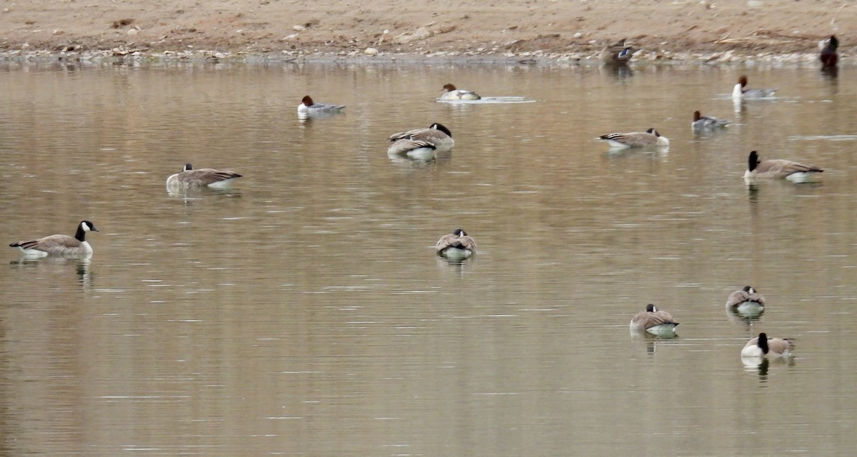 Canada Goose - ML646140101
