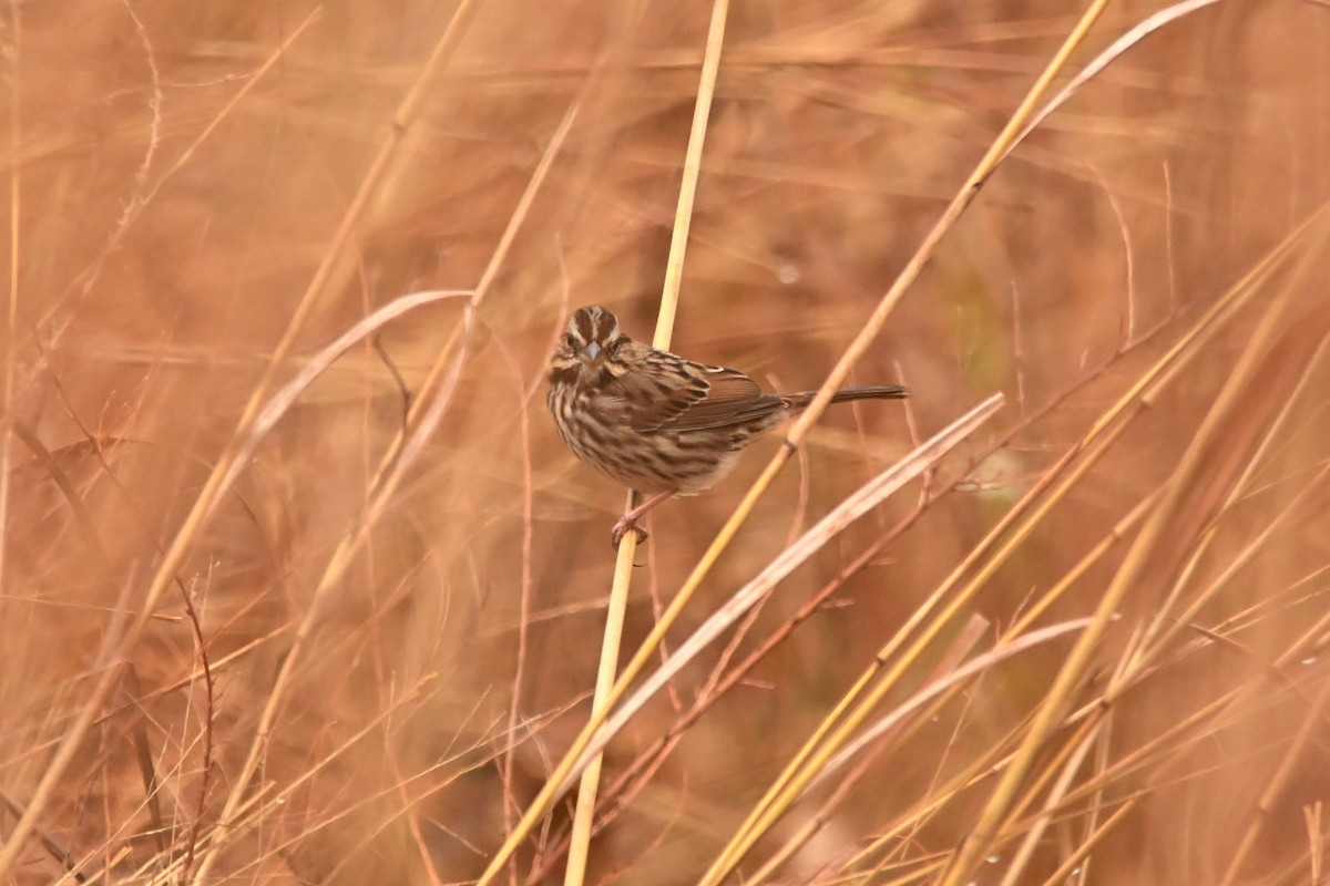 Song Sparrow - ML646140103
