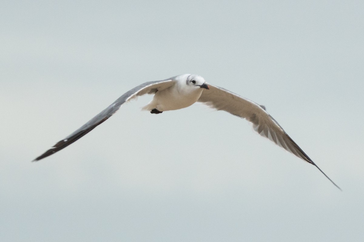 Mouette atricille - ML646140108
