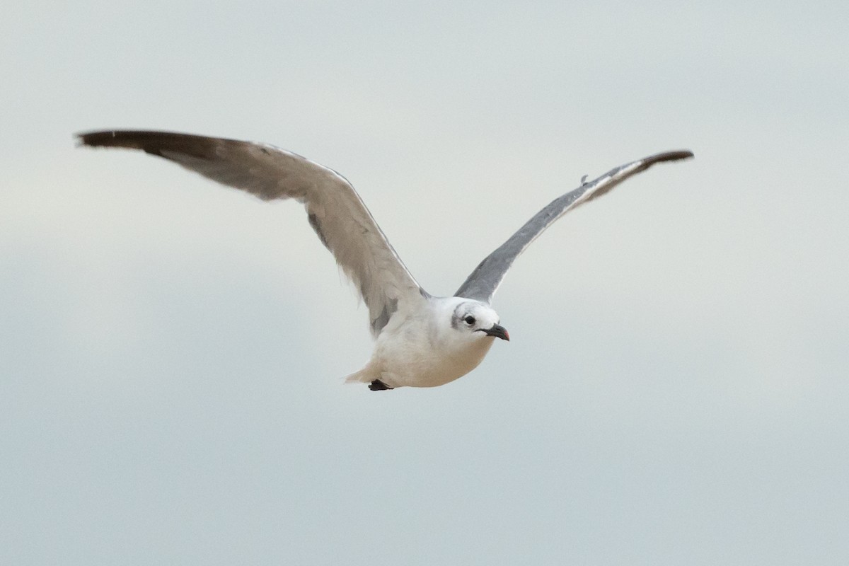 Mouette atricille - ML646140109