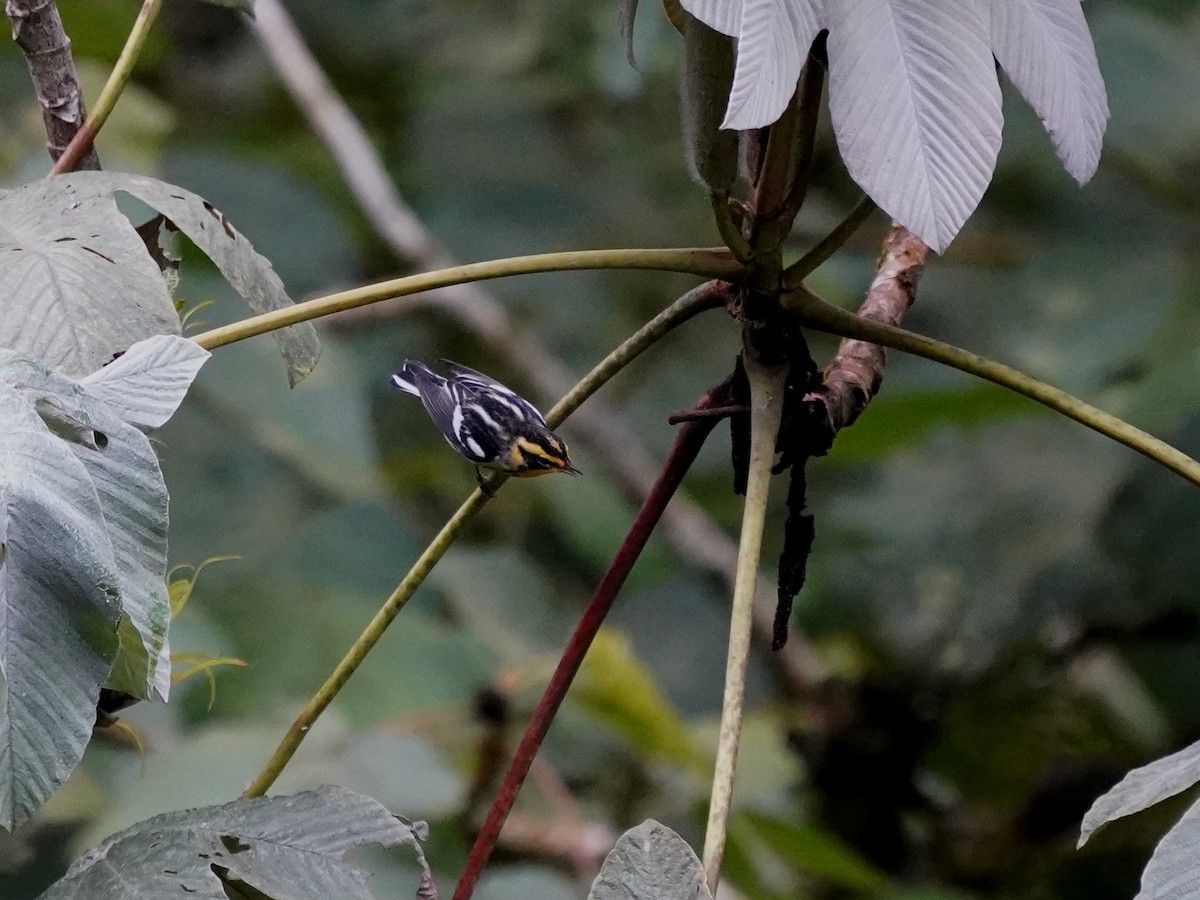 Reinita Gorjinaranja - ML646140118