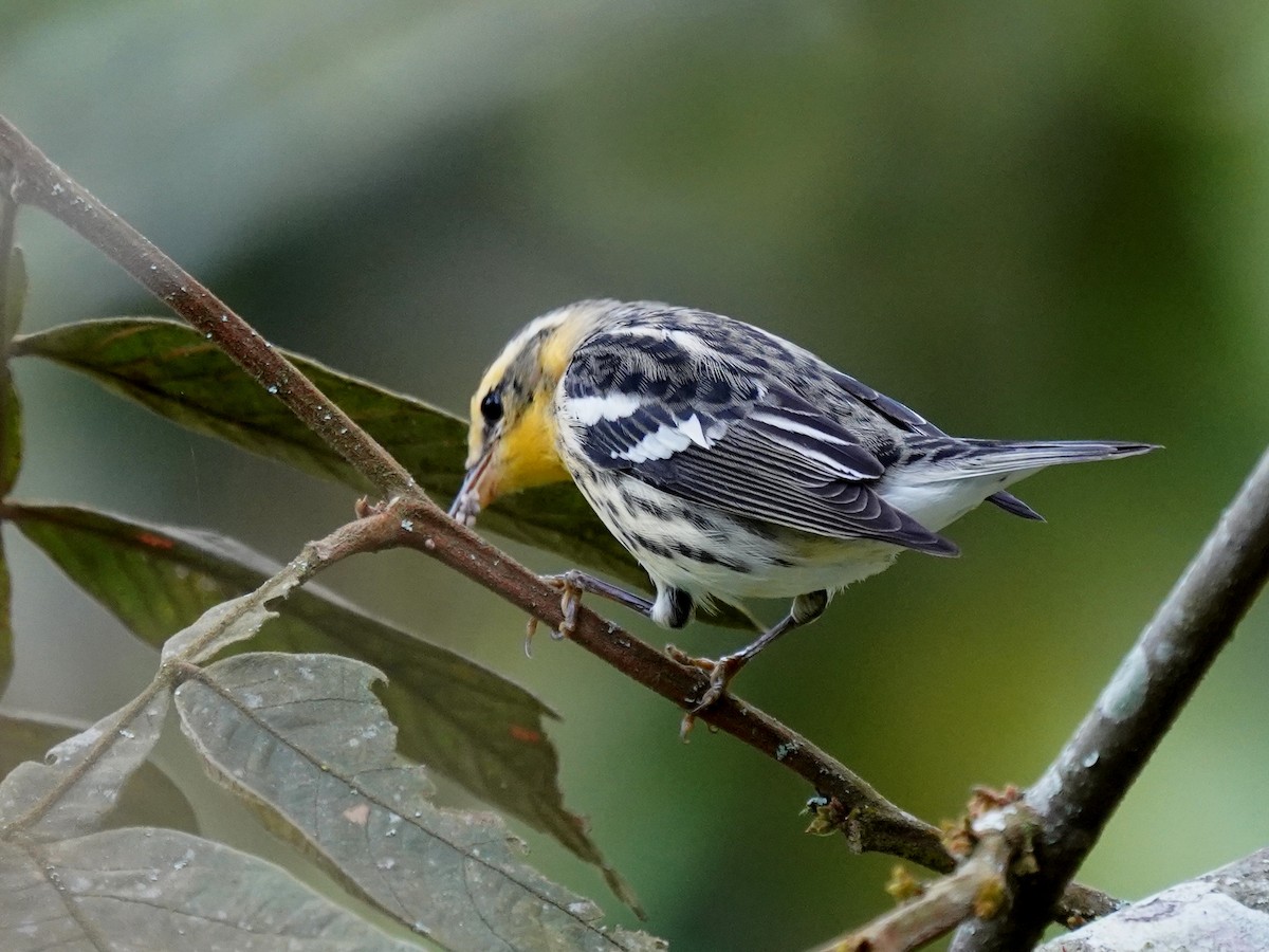 Reinita Gorjinaranja - ML646140120