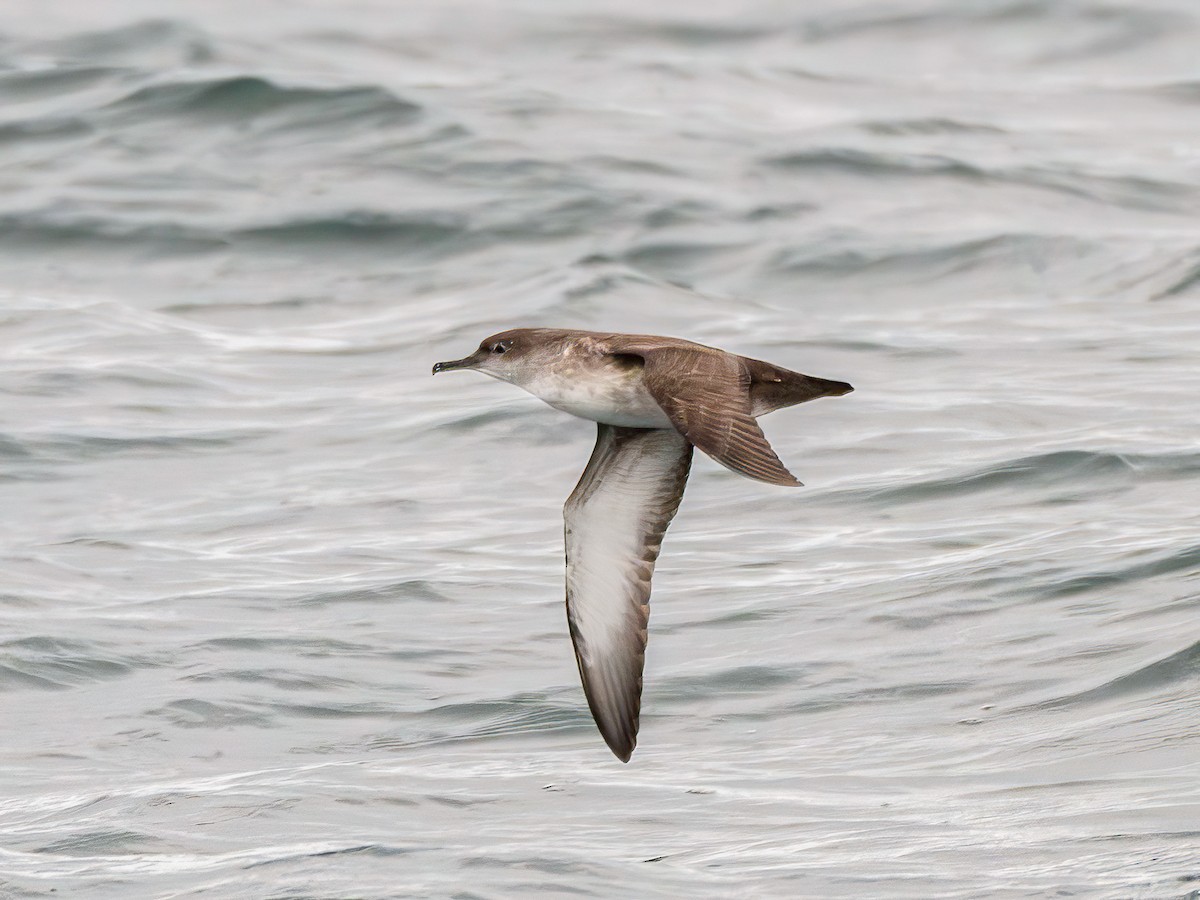 Balearic Shearwater - ML646140123