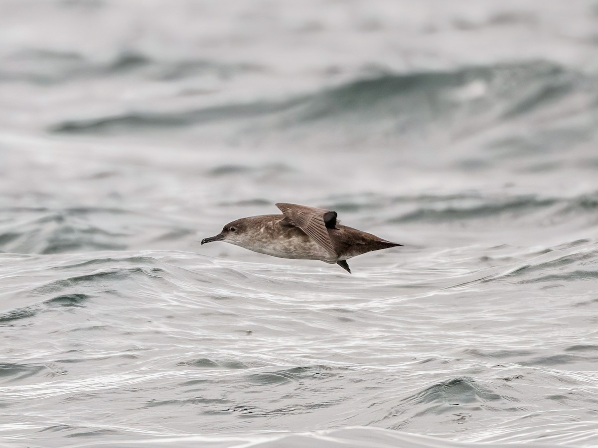 Balearic Shearwater - ML646140124