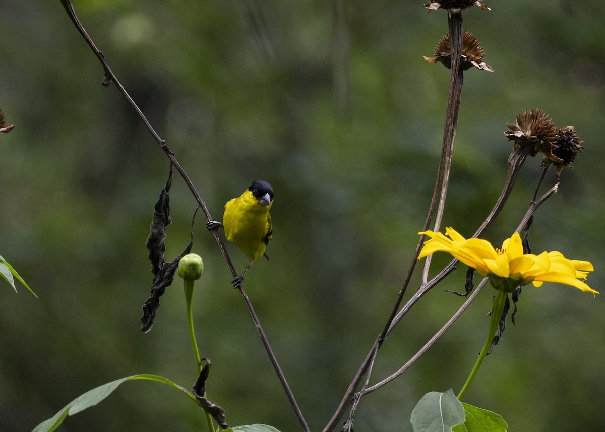 Yellow-faced Siskin - ML646140145