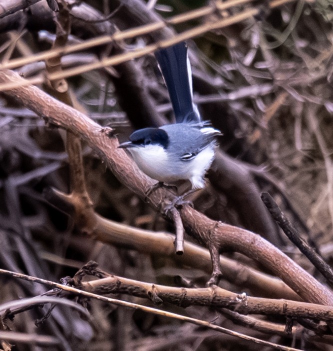 Tropical Gnatcatcher - ML646140148
