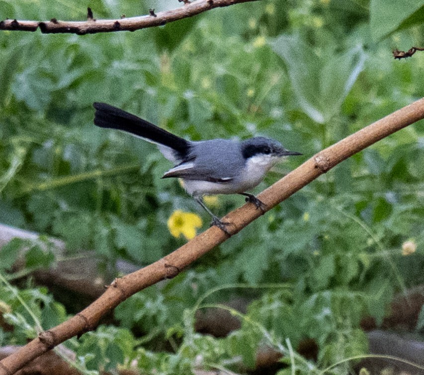 Tropical Gnatcatcher - ML646140149