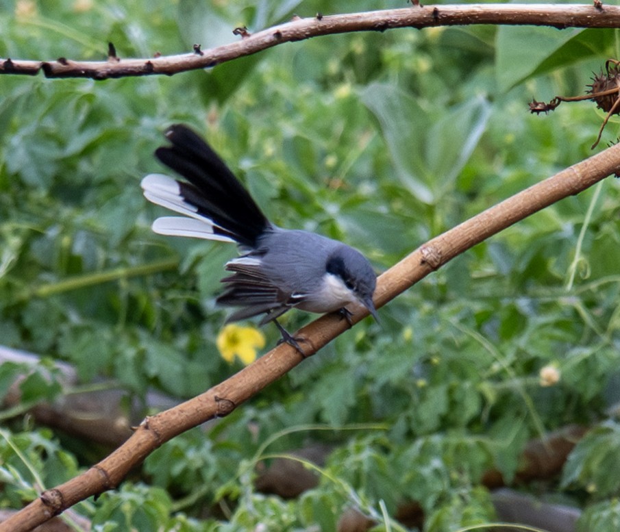 Tropical Gnatcatcher - ML646140150