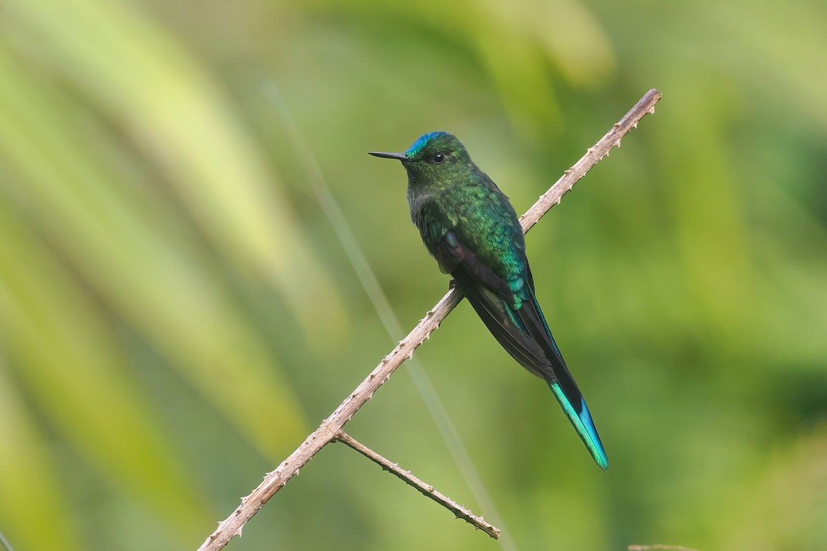 Long-tailed Sylph - ML646140153