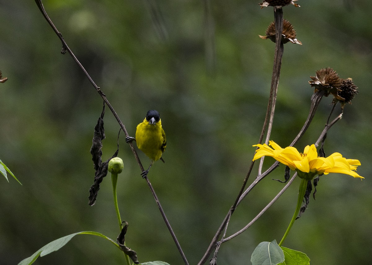 Yellow-faced Siskin - ML646140154