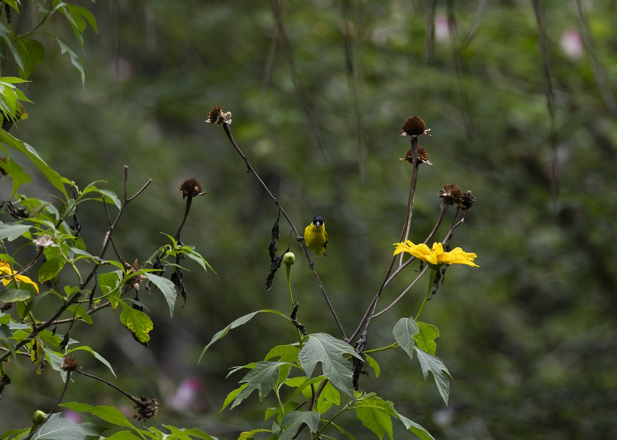 Yellow-faced Siskin - ML646140160