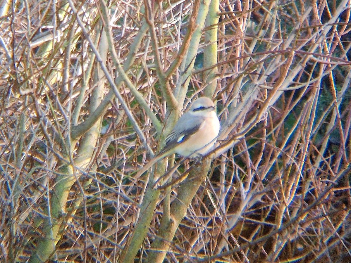 Antzandobi isabeldarra - ML646140165