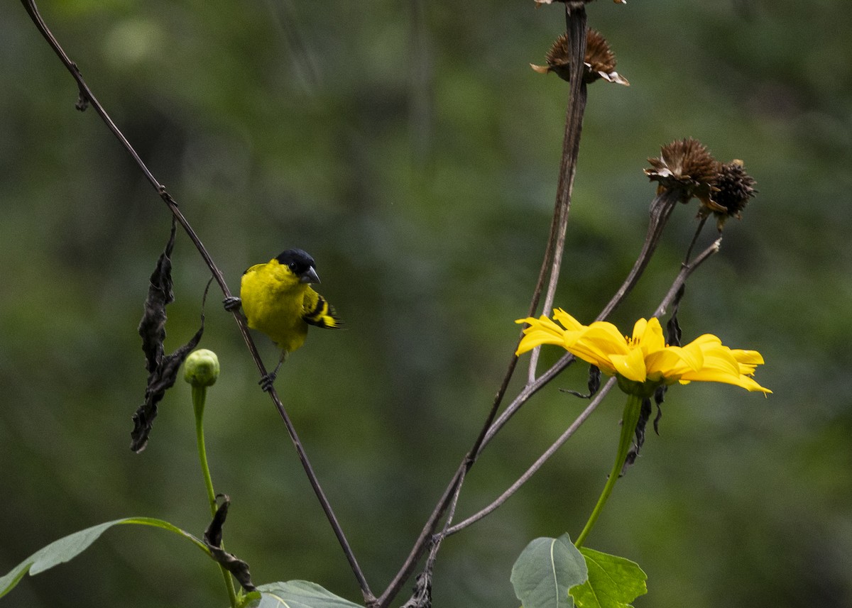 Yellow-faced Siskin - ML646140168
