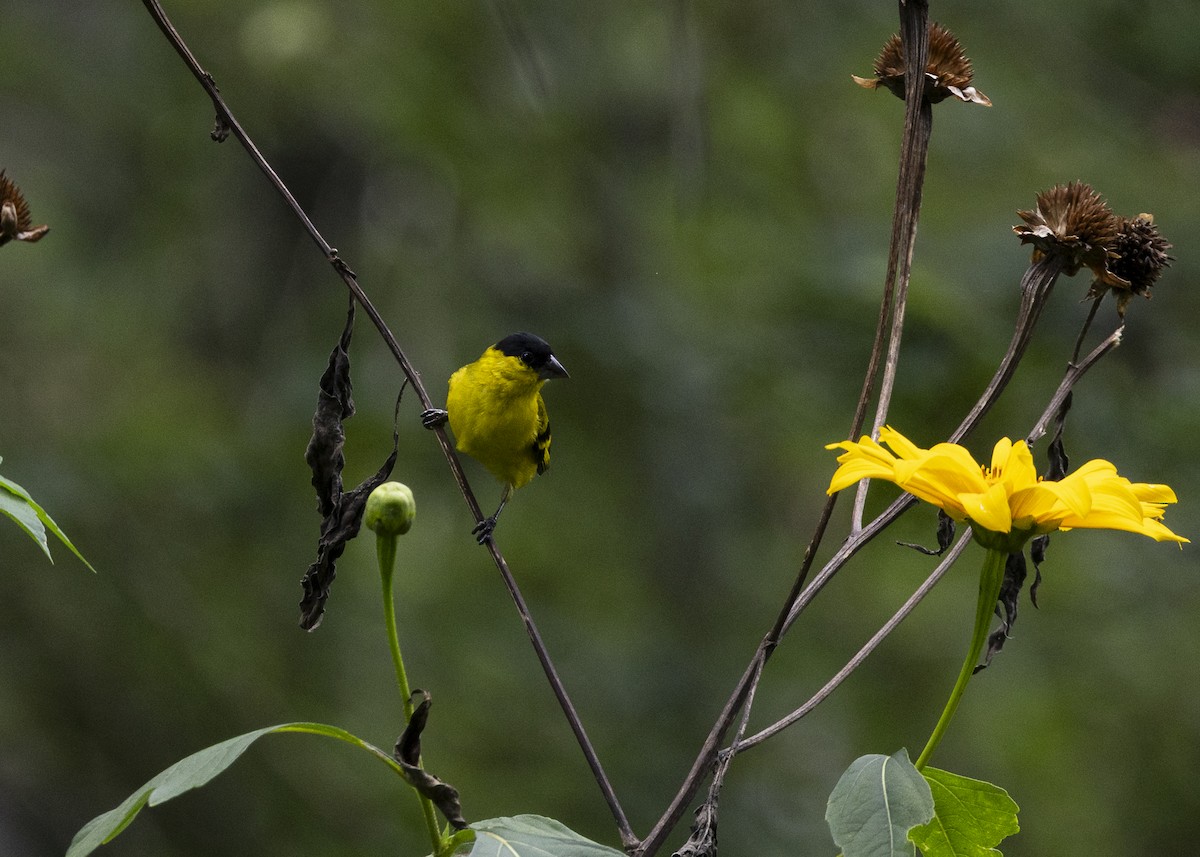 Yellow-faced Siskin - ML646140171