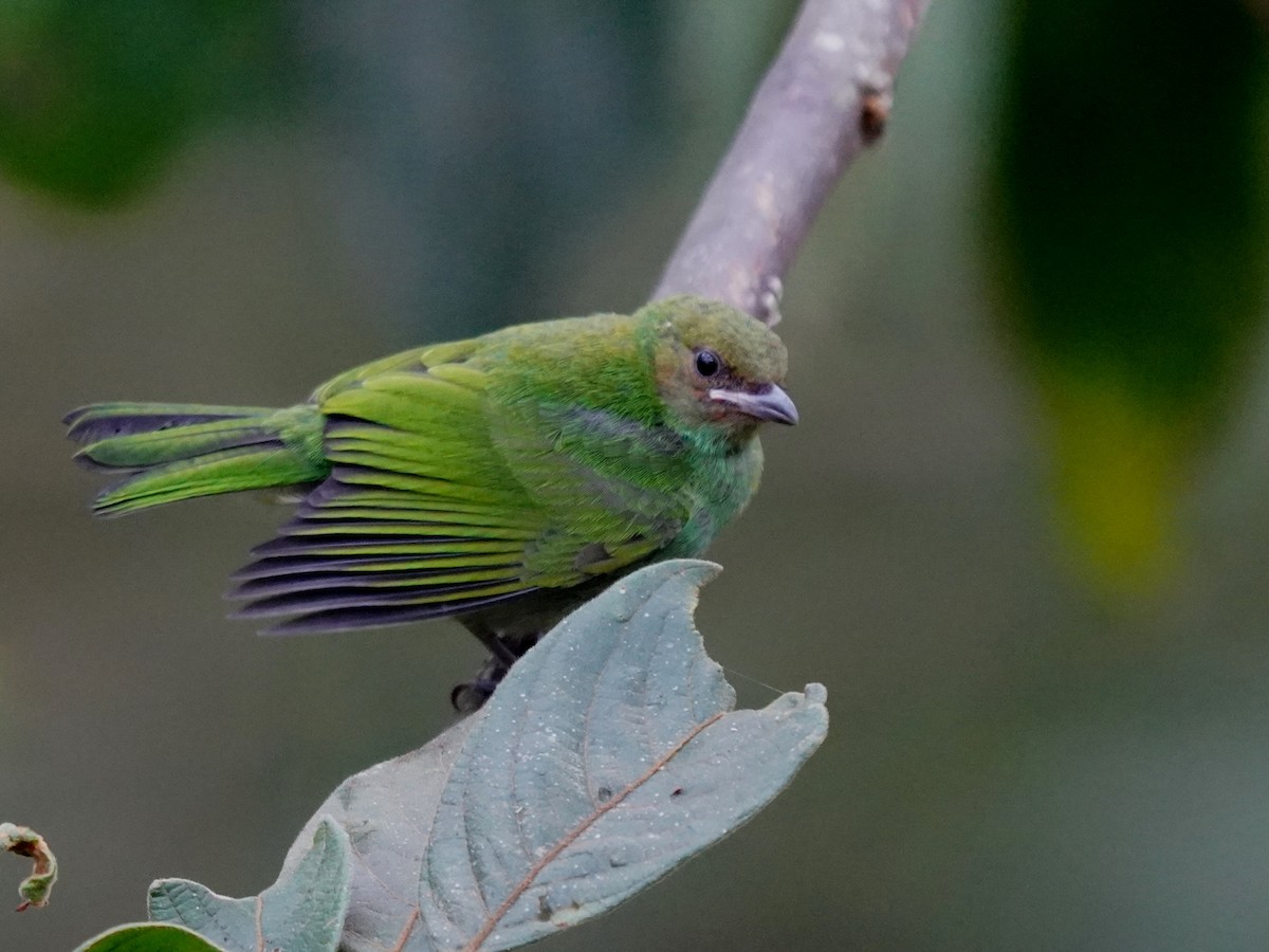 Calliste rouverdin - ML646140173