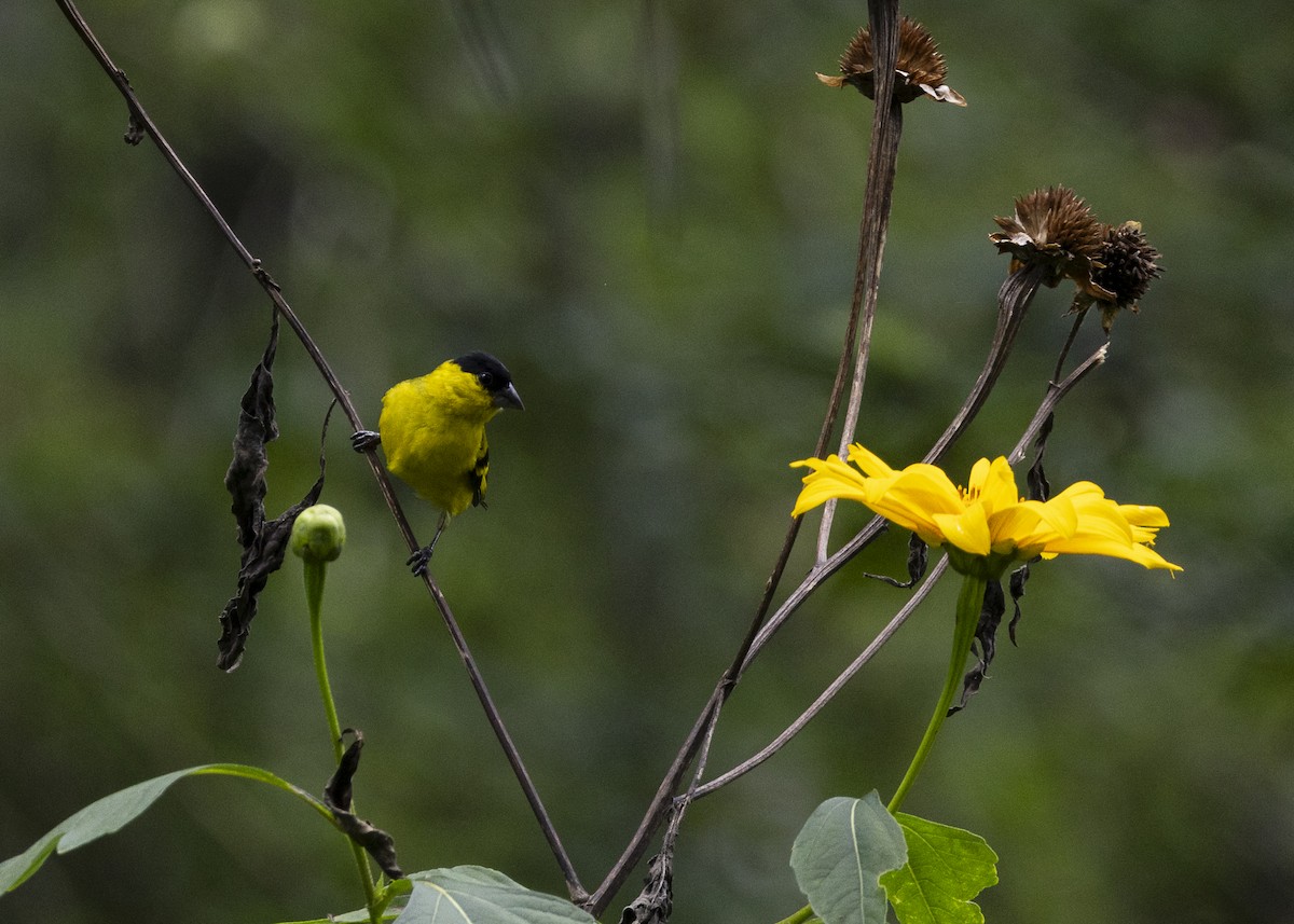 Yellow-faced Siskin - ML646140179