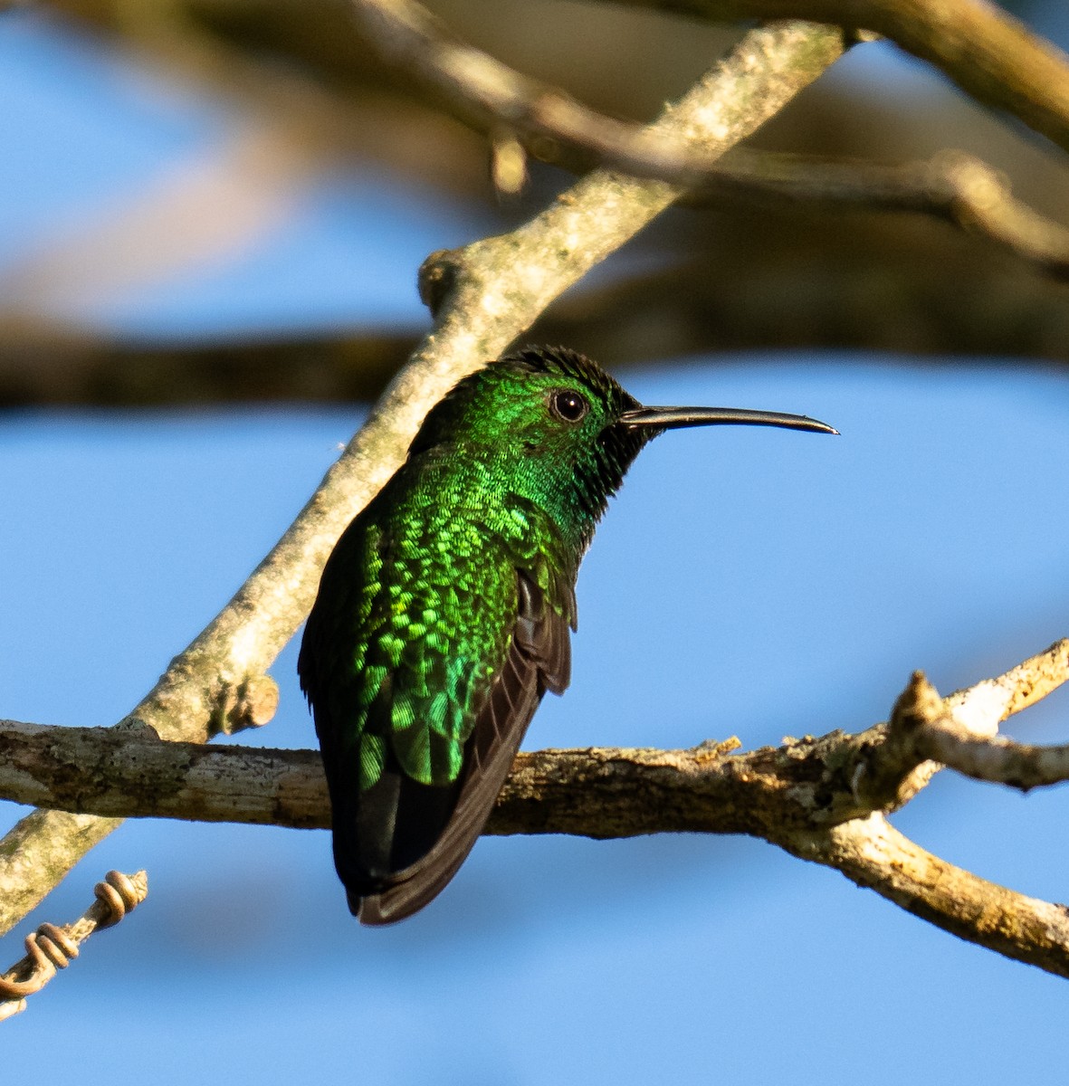 Green Mango - ML646140181