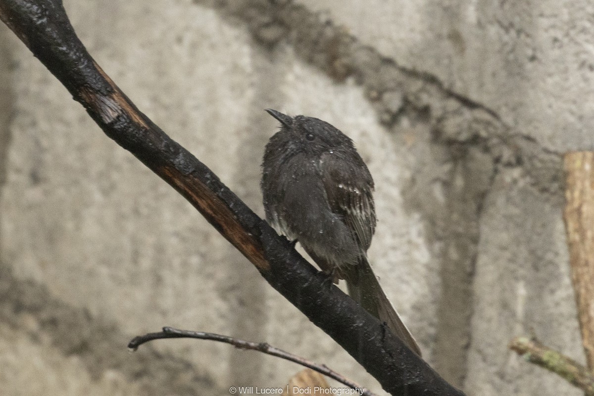 Black Phoebe - ML646140184