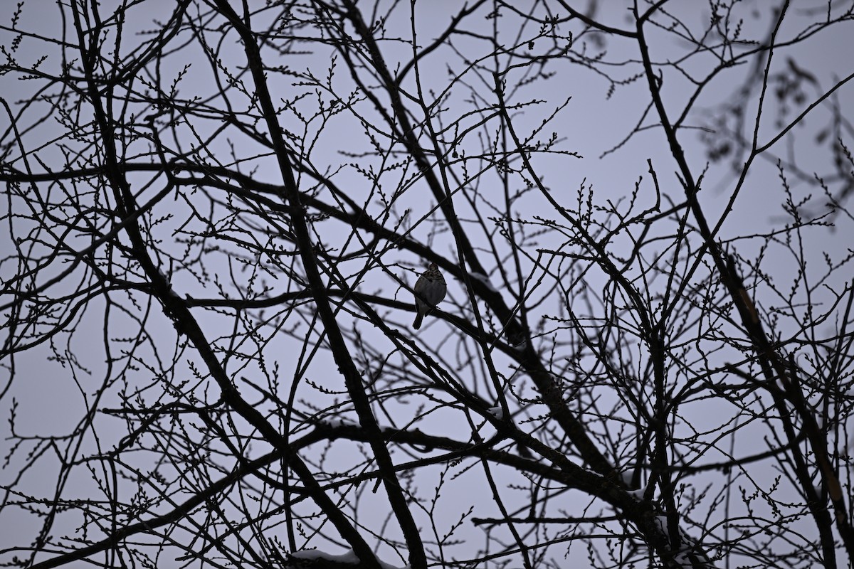 Hermit Thrush - ML646140189