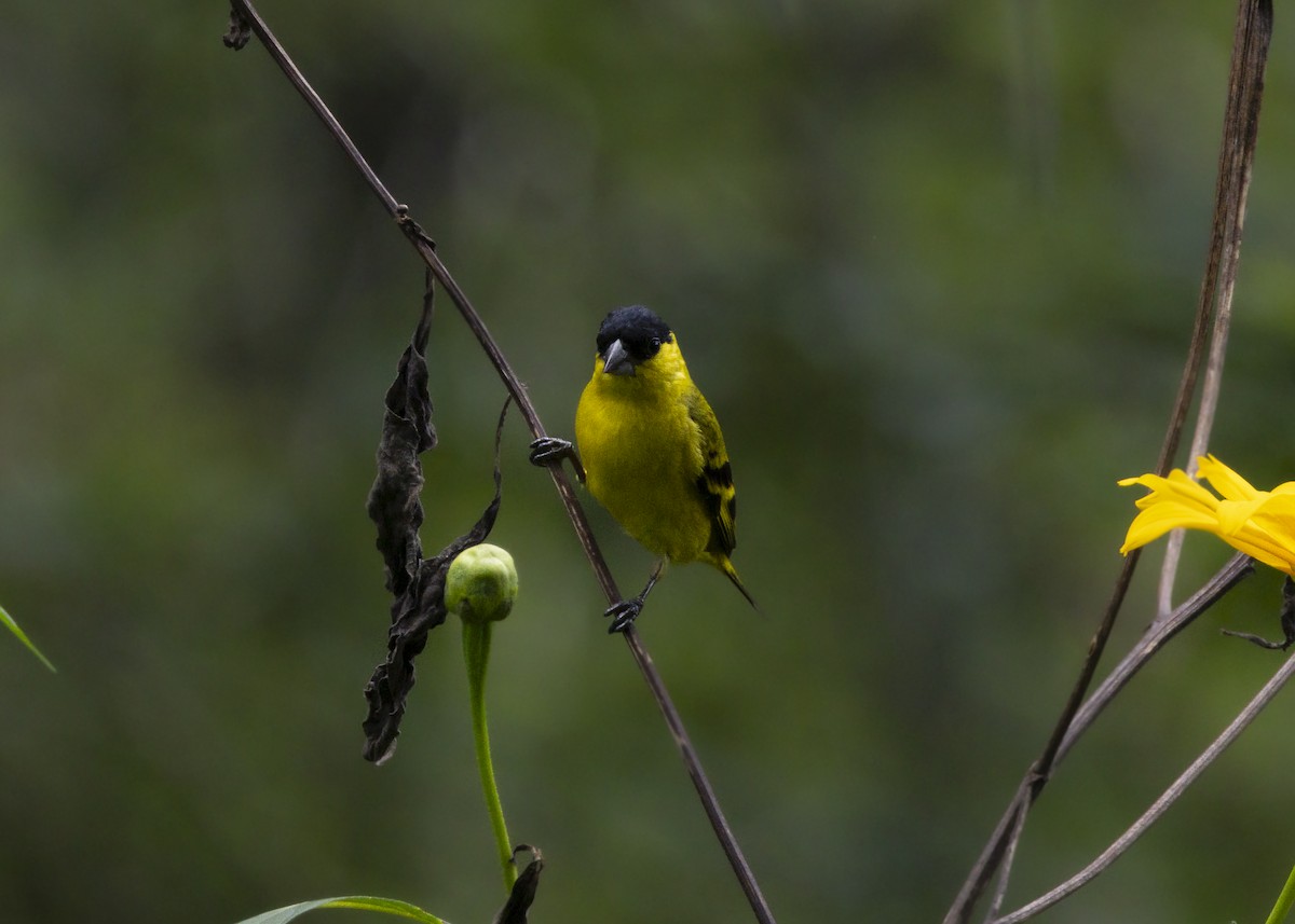 Yellow-faced Siskin - ML646140193